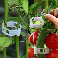 🌱【🔥 200 buc/set】Cleme de fixare pentru creșterea răsadurilor și plantelor