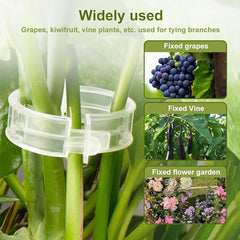 🌳【Set de 200 de bucăți】🌱Cleme de susținere pentru creșterea plantelor